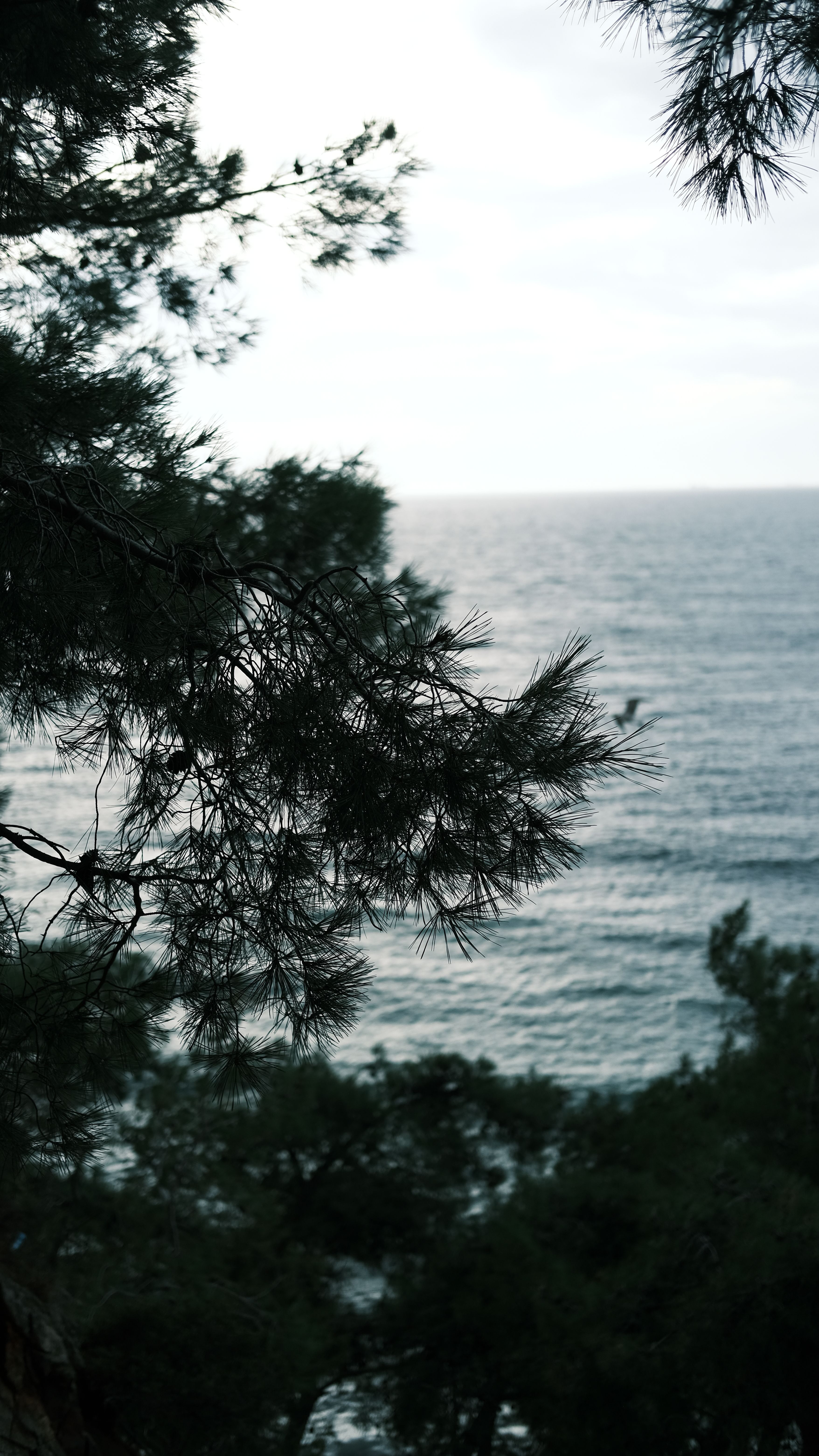 Tranquil coastal view through pine branches capturing a peaceful sea horizon.