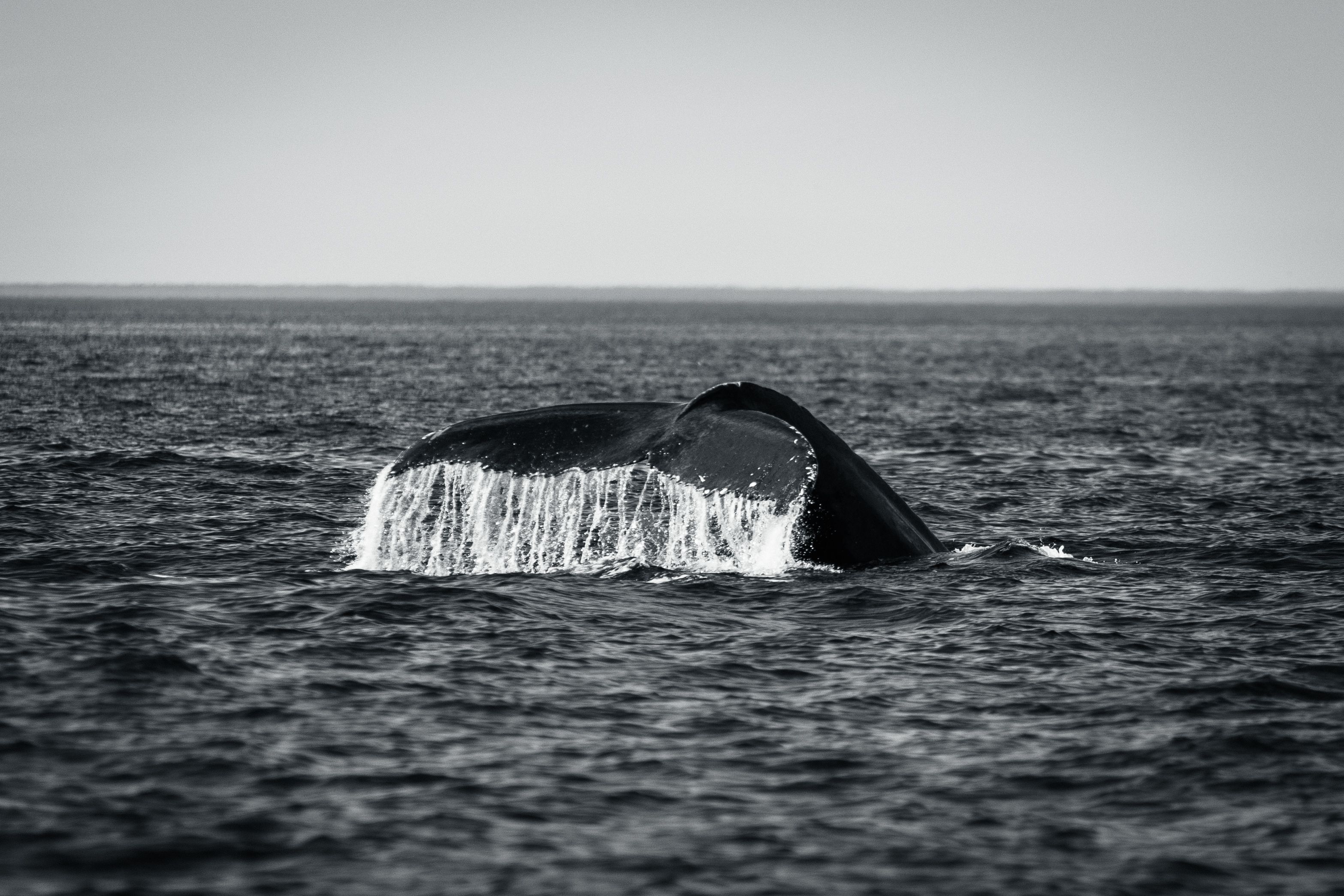 A black and white photograph of a whale's tail lifting above the dark ocean surface with water dripping off its fluke.