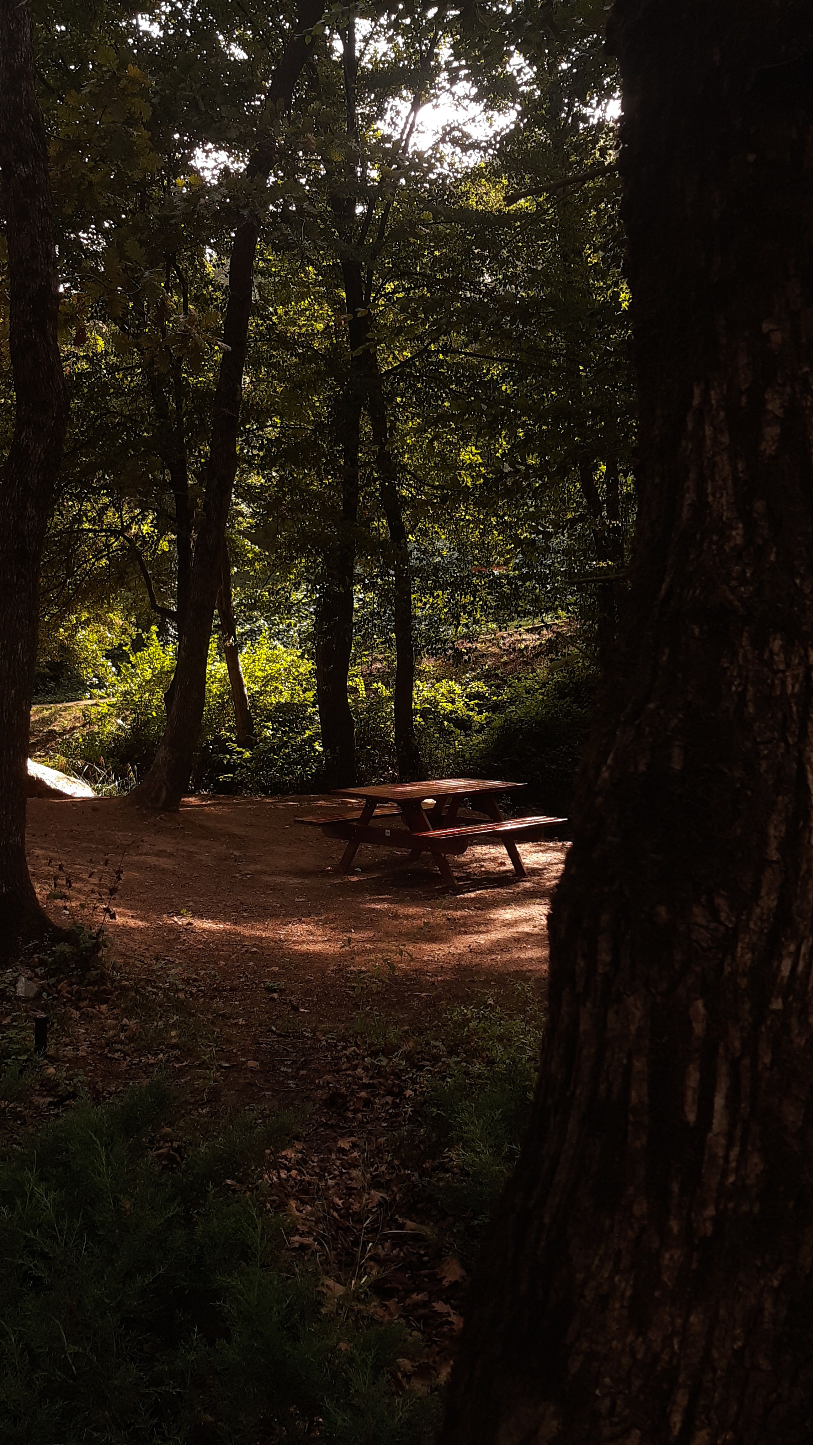 A wooden picnic table sits in a sunlit clearing framed by dark forest trees.