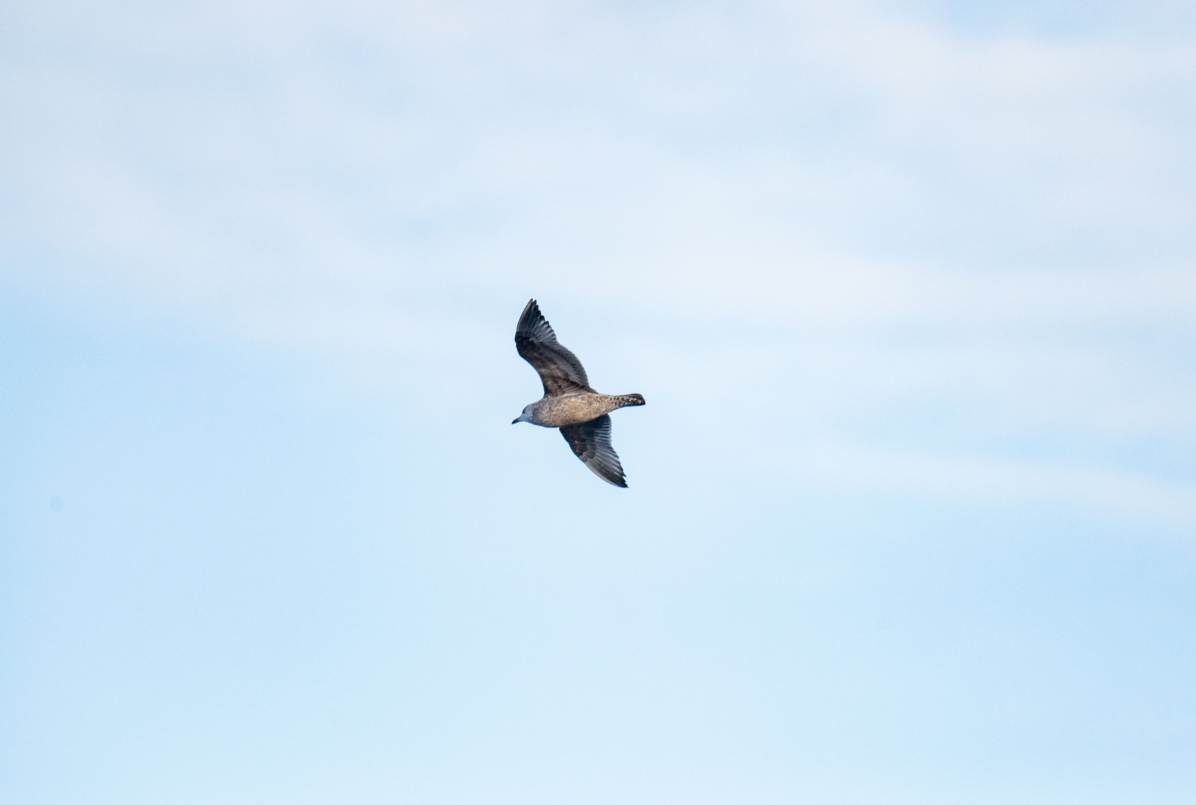 A brown bird soars through a light blue sky with its wings spread wide.