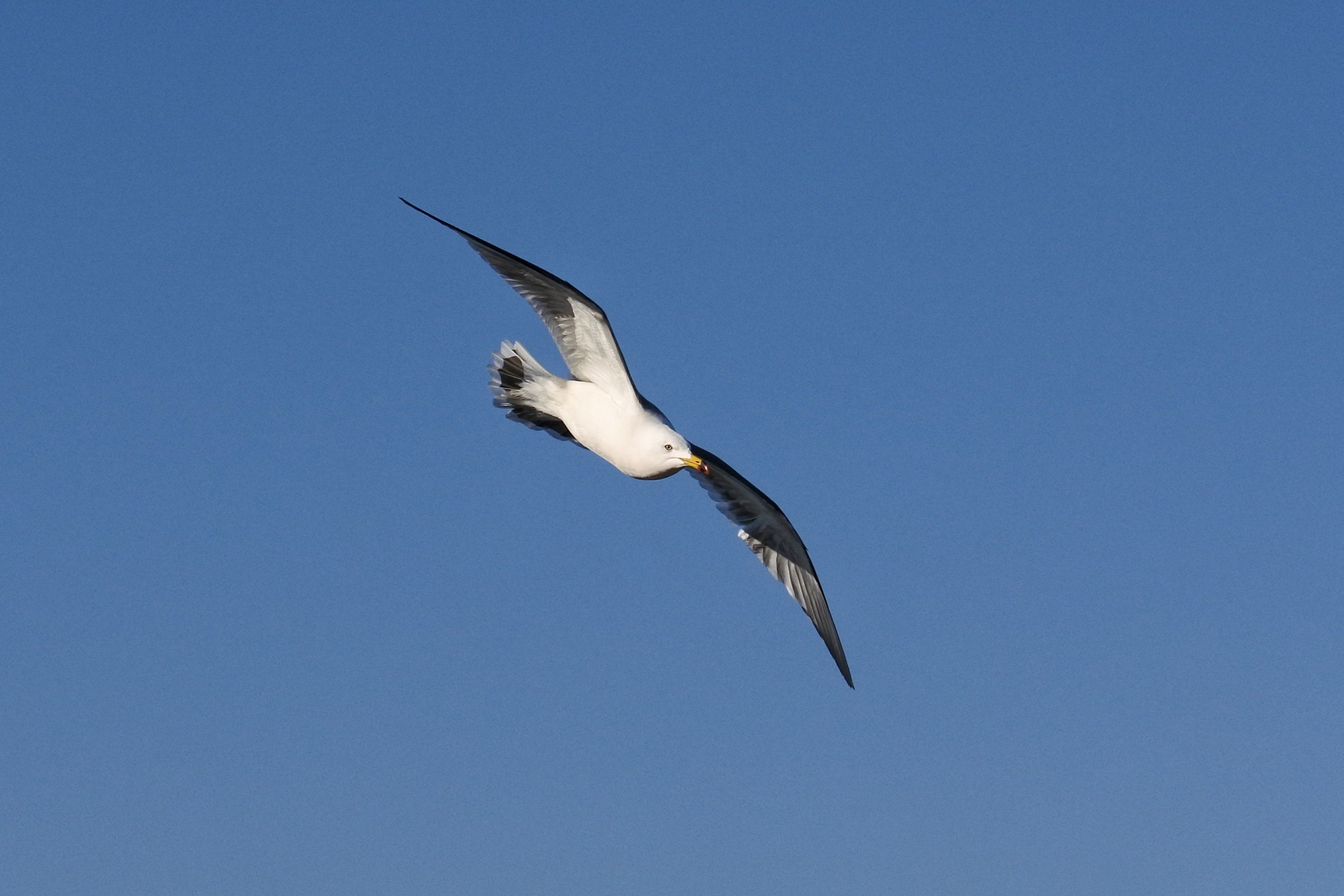 A black and white seagull soars through a clear blue sky with wings fully spread.