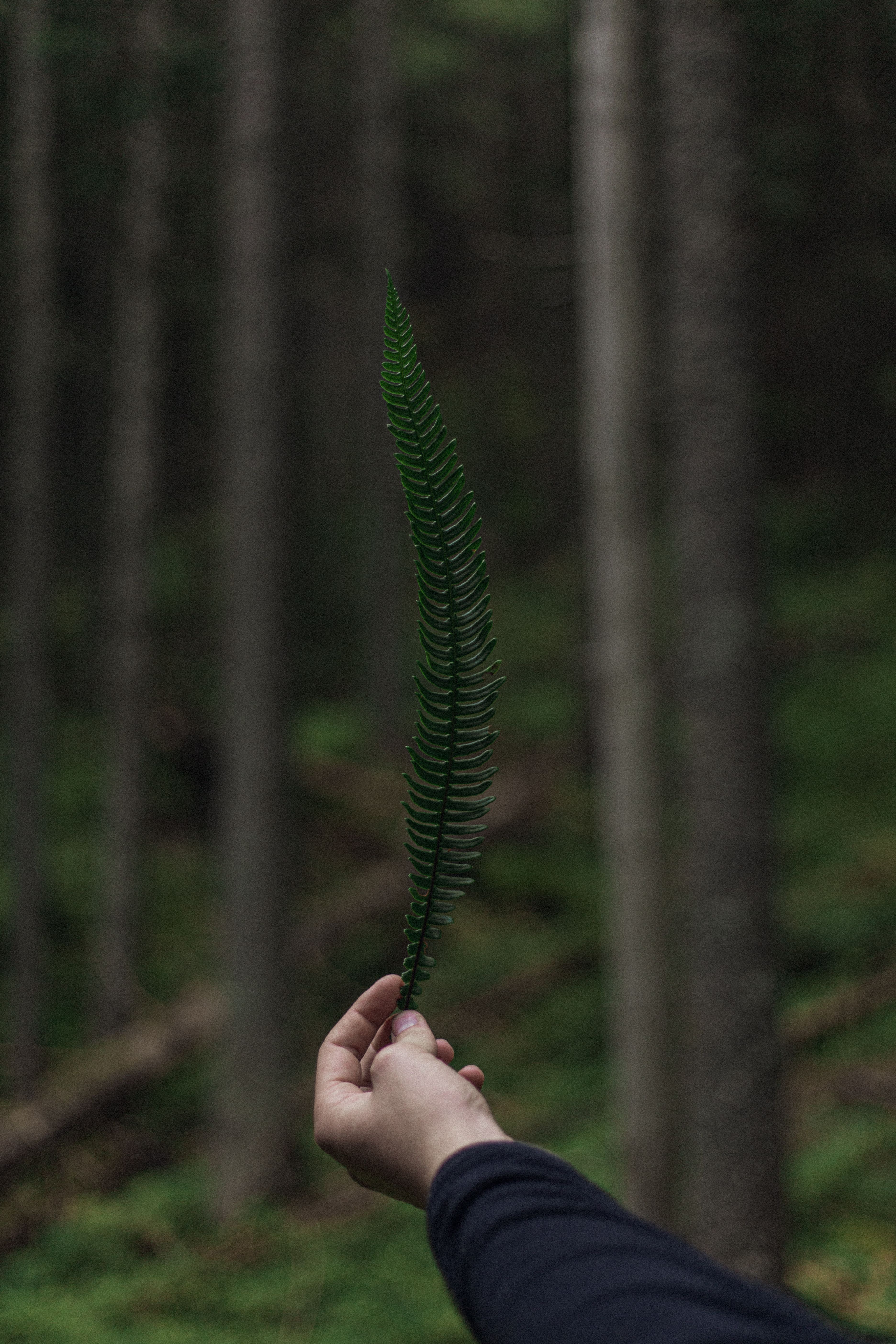A hand holds a single dark green fern leaf upright against a blurred background of tall, moody forest tree trunks.