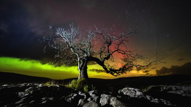 Bare tree