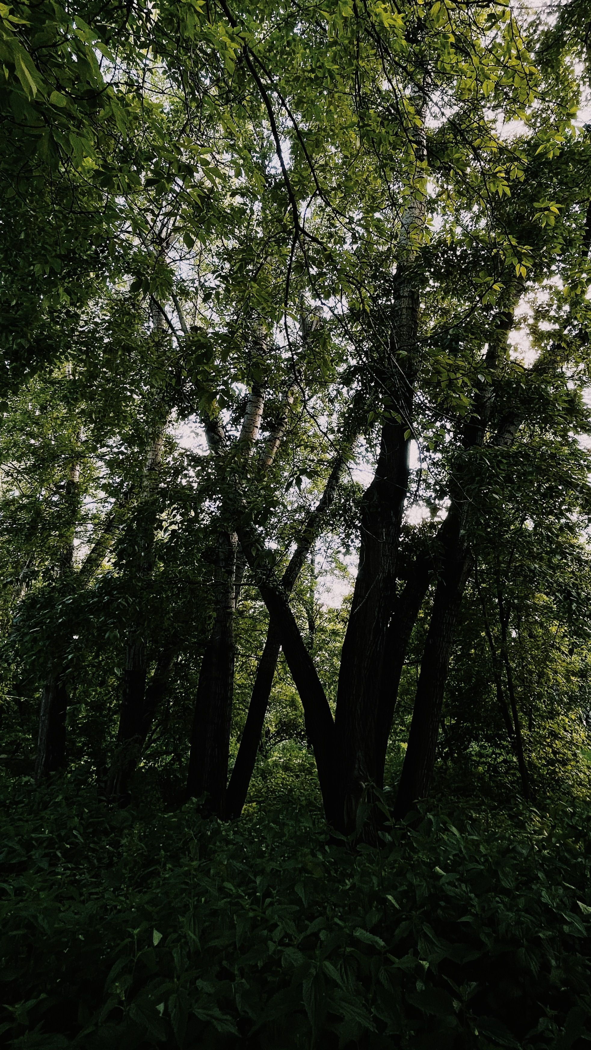 Dense greenery in a tranquil forest setting with tall trees and natural light.