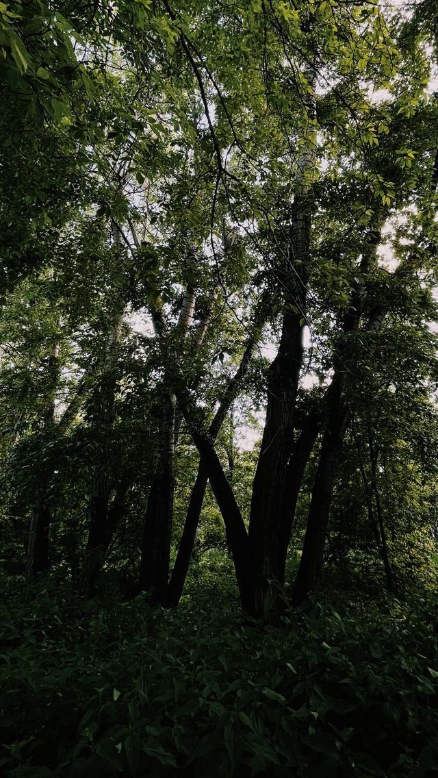 Dense greenery in a tranquil forest setting with tall trees and natural light.