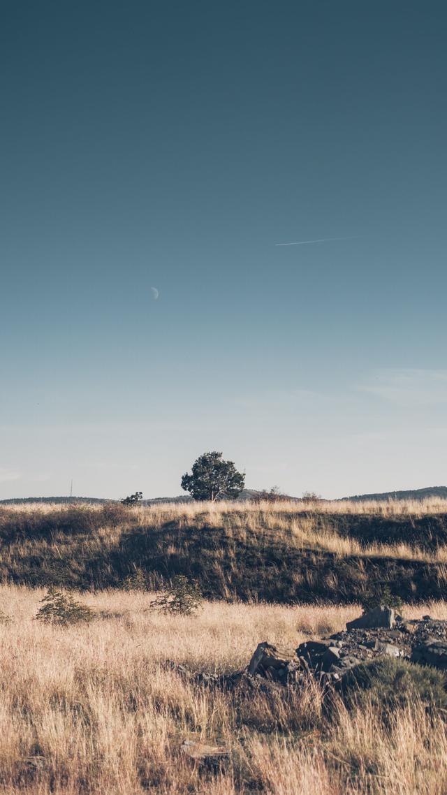 A tranquil landscape of a dry meadow under a clear blue sky, featuring lone tree