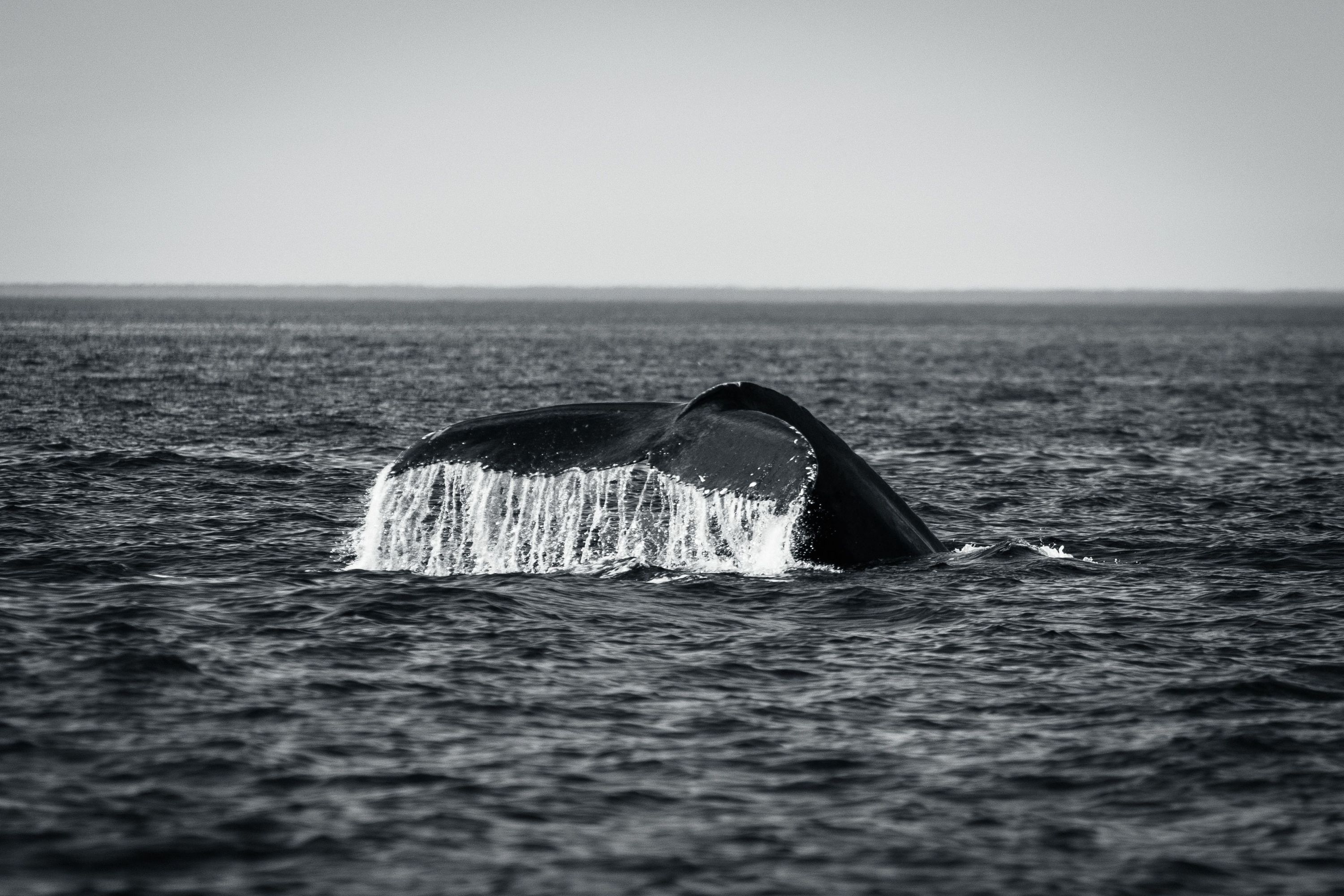 A breathtaking view of a whale's tail breaching the ocean surface, captured in b