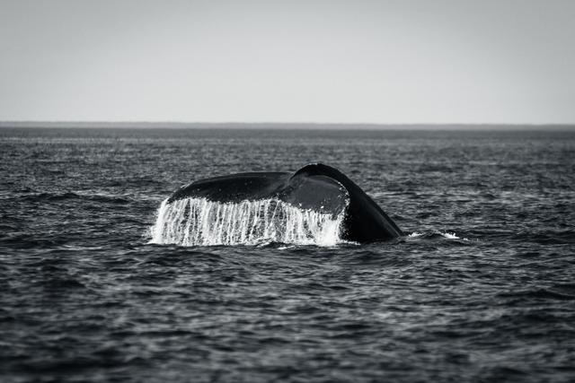 A breathtaking view of a whale's tail breaching the ocean surface, captured in b