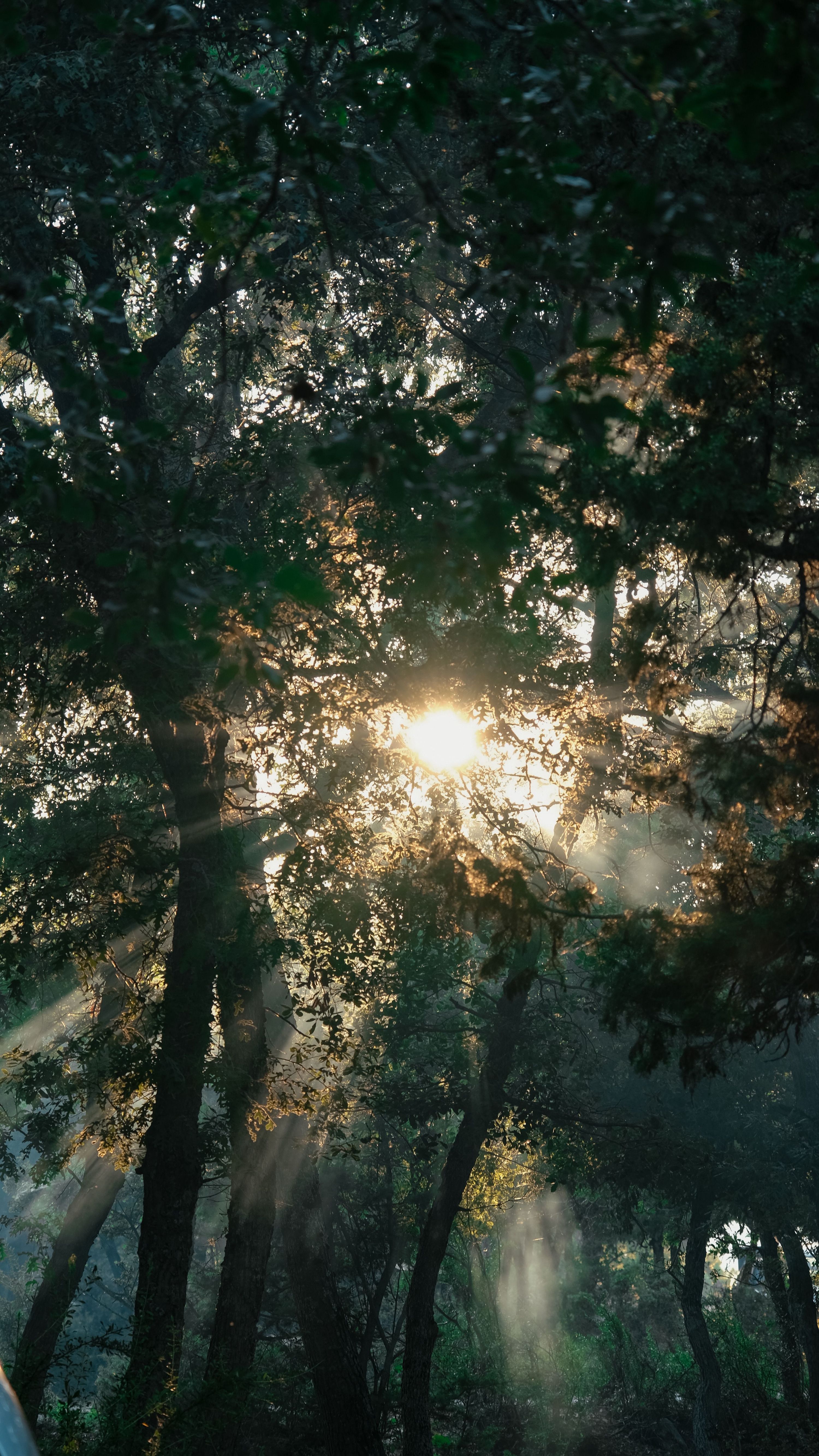 Captivating sunbeams penetrating a lush forest canopy, creating a serene atmosph