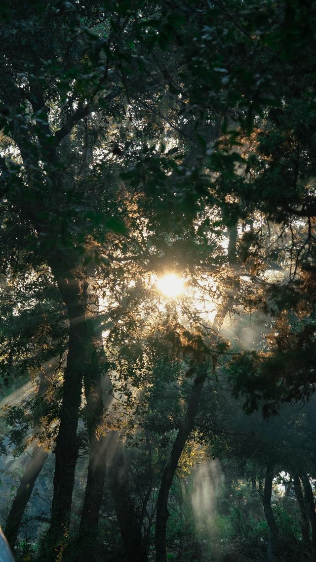 Captivating sunbeams penetrating a lush forest canopy, creating a serene atmosph