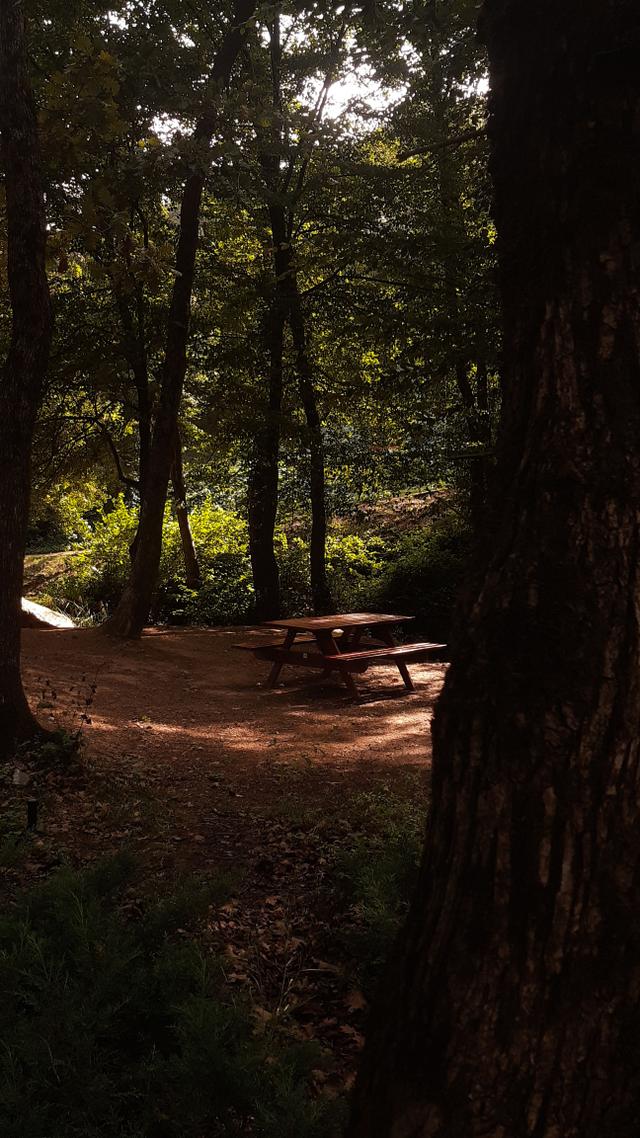 A wooden picnic table sits in a sunlit clearing framed by dark forest trees.