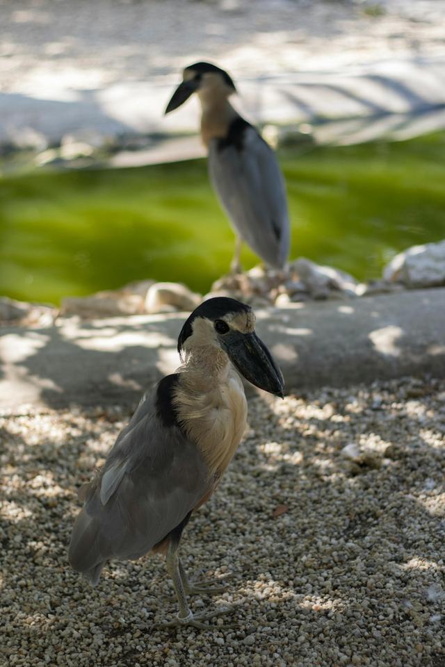 Two boat-billed herons by a pond, showcasing their distinctive features and natu