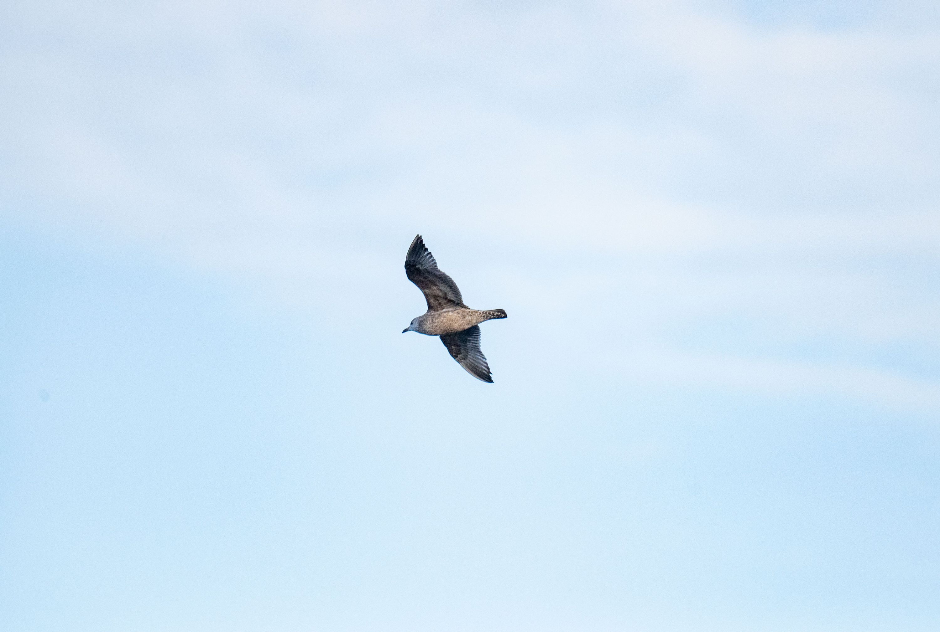 A single bird soaring gracefully against a clear blue sky, highlighting freedom 
