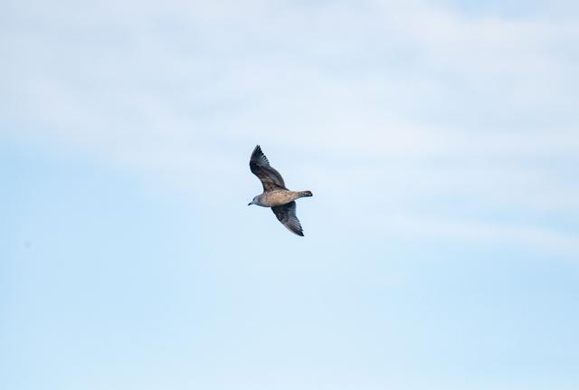 A single bird soaring gracefully against a clear blue sky, highlighting freedom