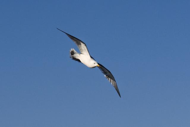 A black and white seagull soars through a clear blue sky with wings fully spread.