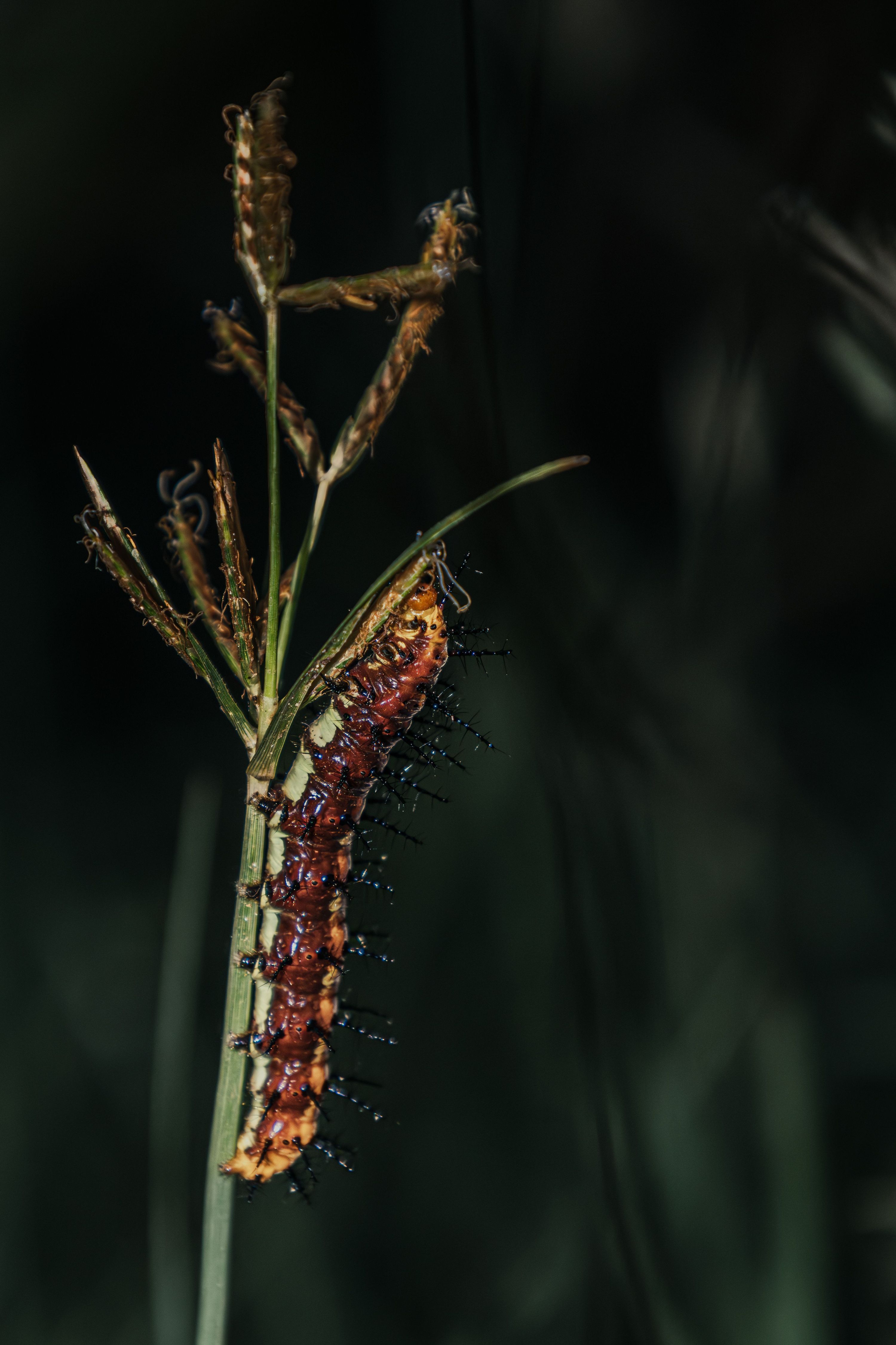 Detailed macro shot of a caterpillar on a grass blade showcasing nature's beauty