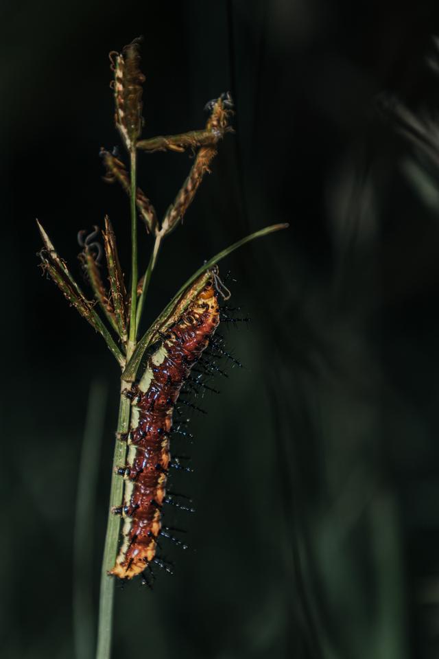 Detailed macro shot of a caterpillar on a grass blade showcasing nature's beauty