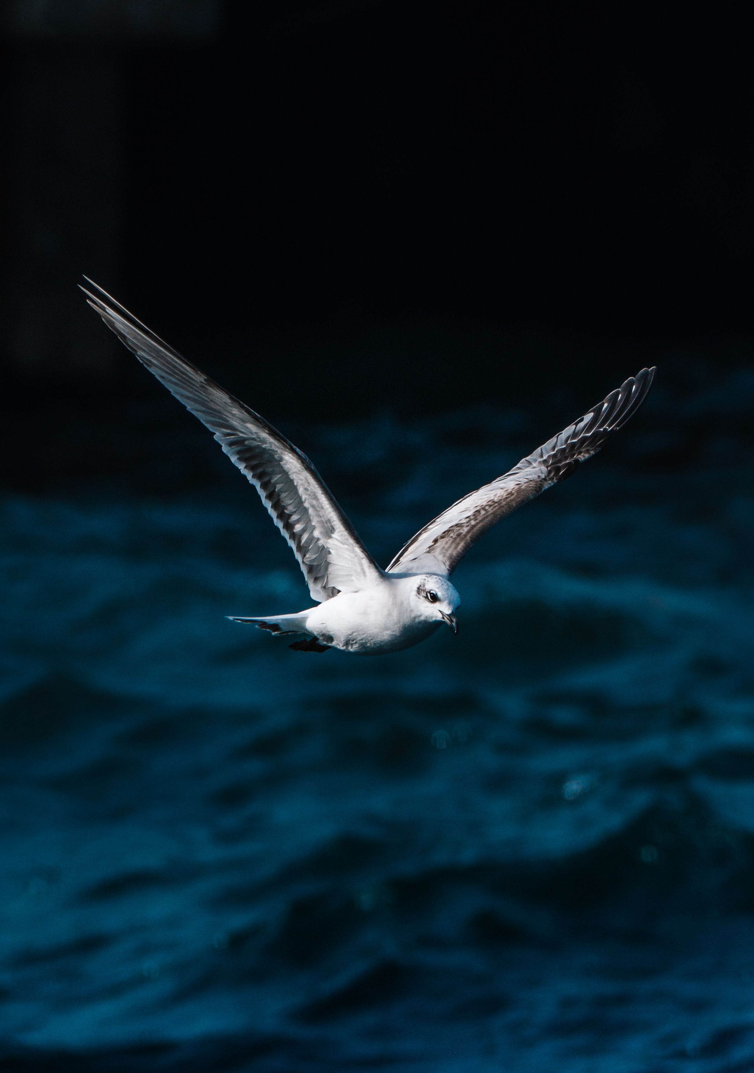 Seagull soaring gracefully over the deep blue waves of Mudanya, Türkiye.
