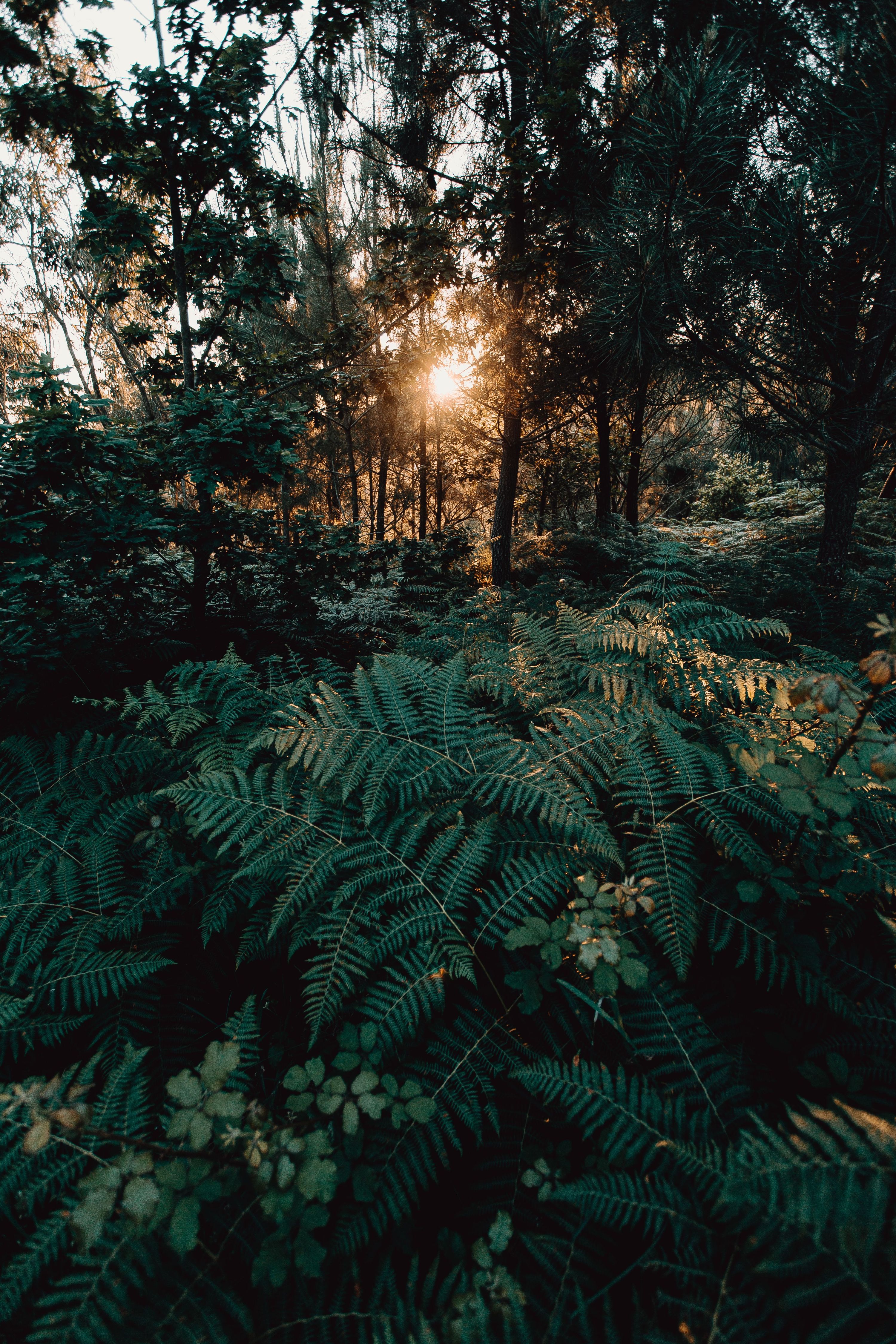Picturesque scenery of ferns and bushes growing in forest on summer day at sundo